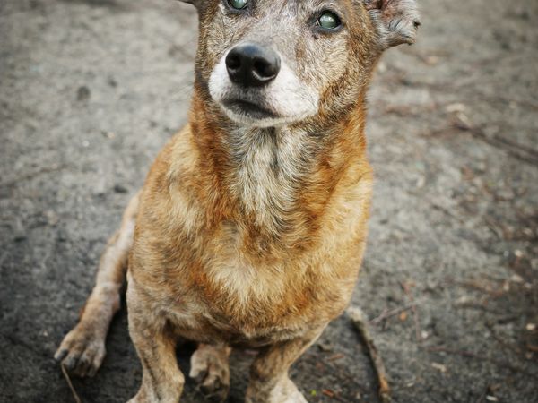 A grey-muzzled senior dog resting in the sun