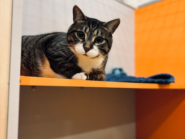 A tabby cat resting on a shelf indoors