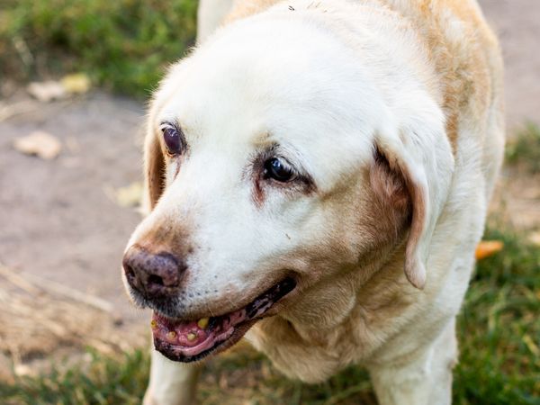 An older labrador retriever standing on the grass