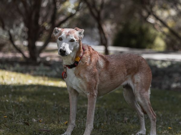 A medium mixed-breed dog standing in a sunlit park