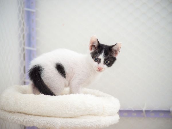A black and white kitten curled up in a soft bed