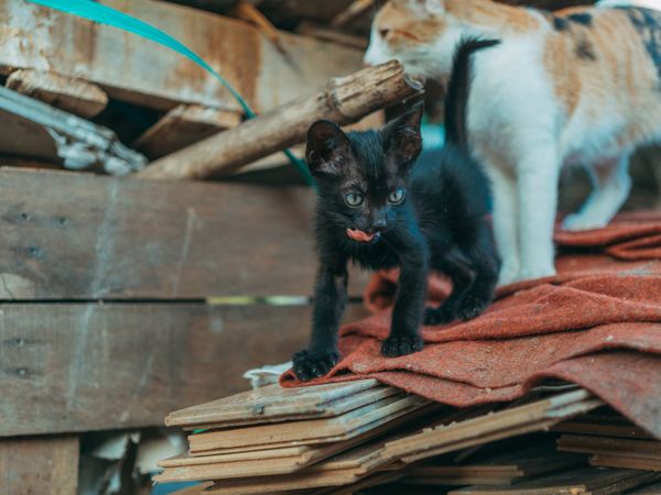 Two kittens, one black and one calico, exploring together outdoors